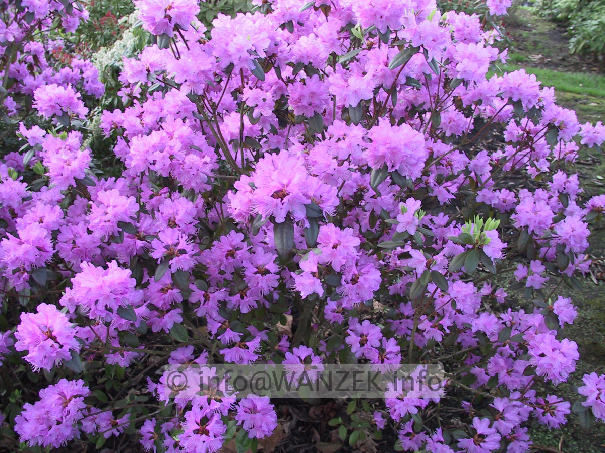 Rhododendron P.J. Mezitt 02.JPG